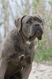 CANE CORSO 582